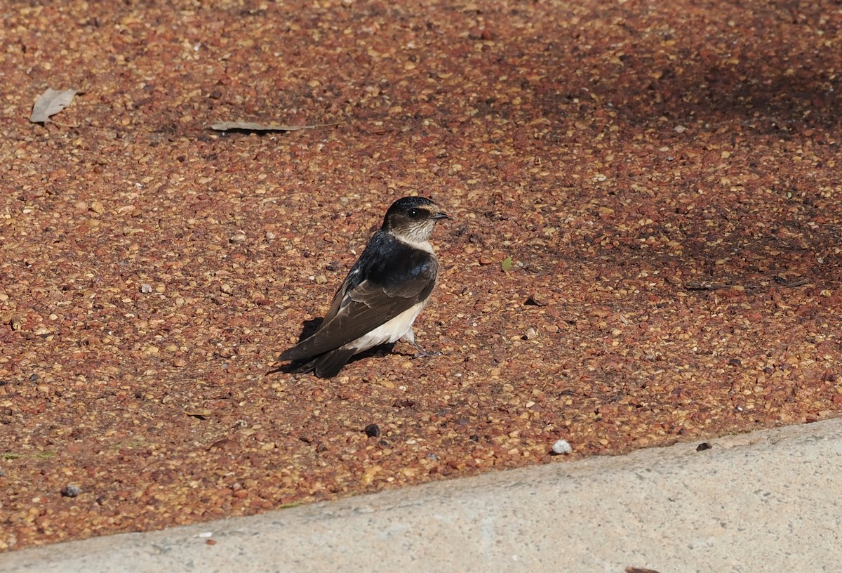 Tree Martin - ML641905241