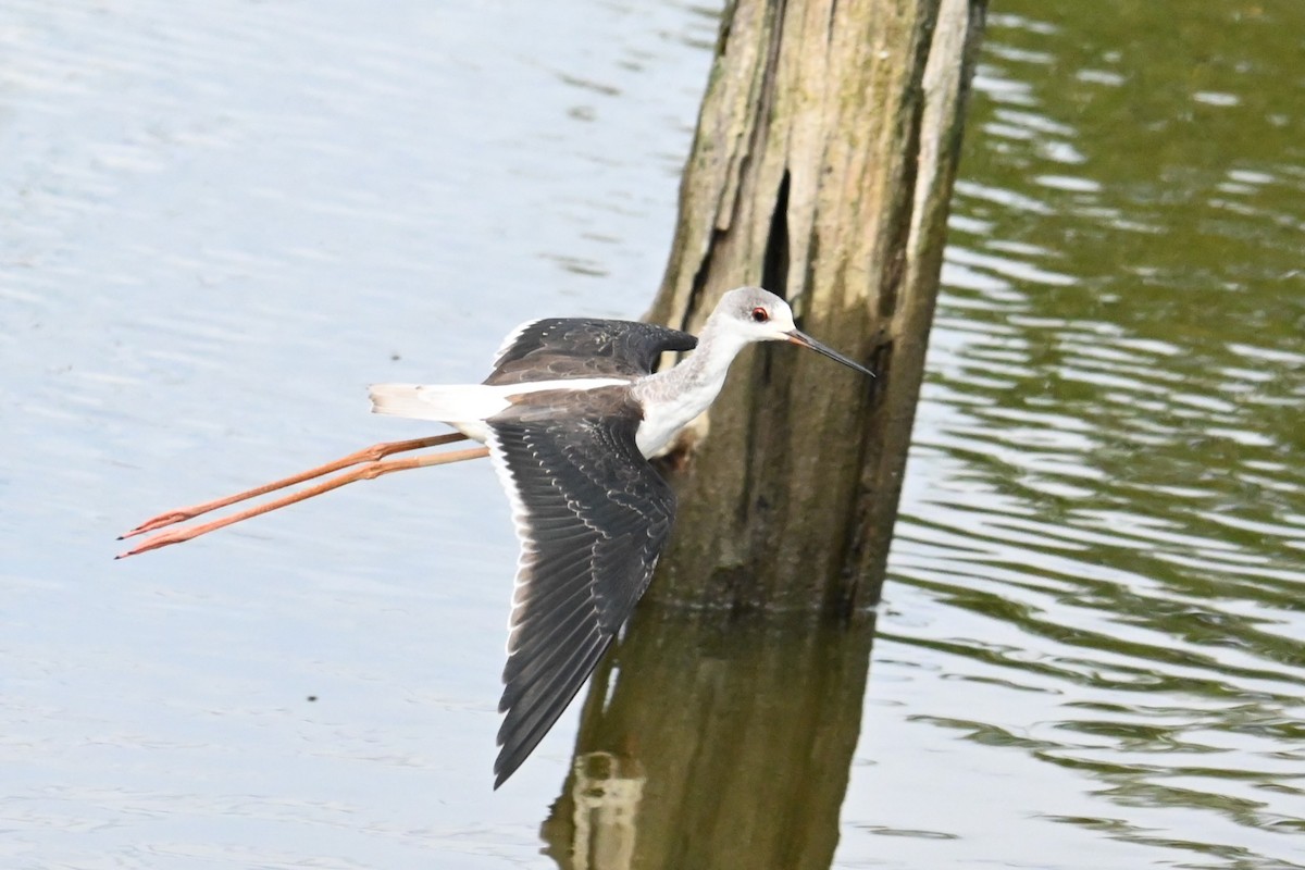 Black-winged Stilt - ML641905247