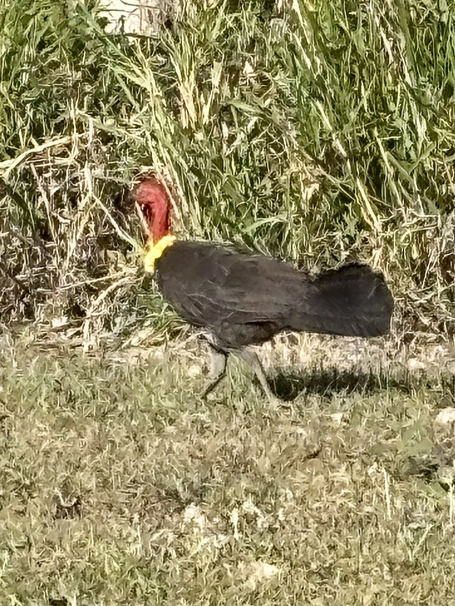 Australian Brushturkey - ML641905251