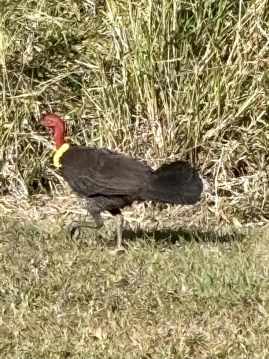 Australian Brushturkey - ML641905252