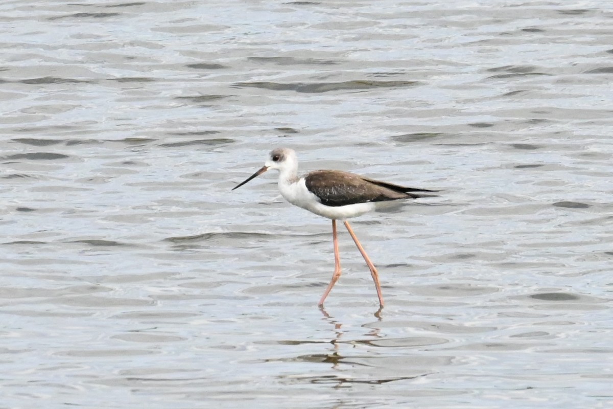 Black-winged Stilt - ML641905254
