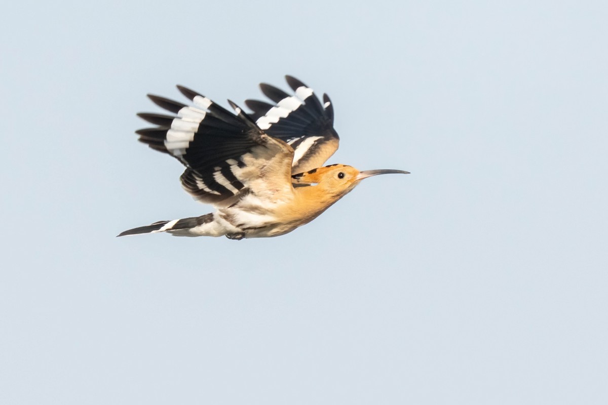 Eurasian Hoopoe - ML641905256