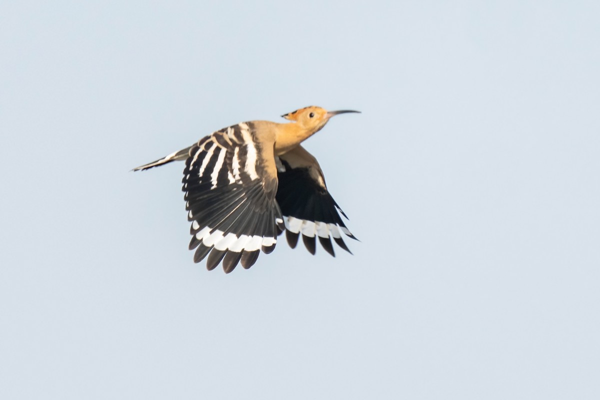 Eurasian Hoopoe - ML641905257