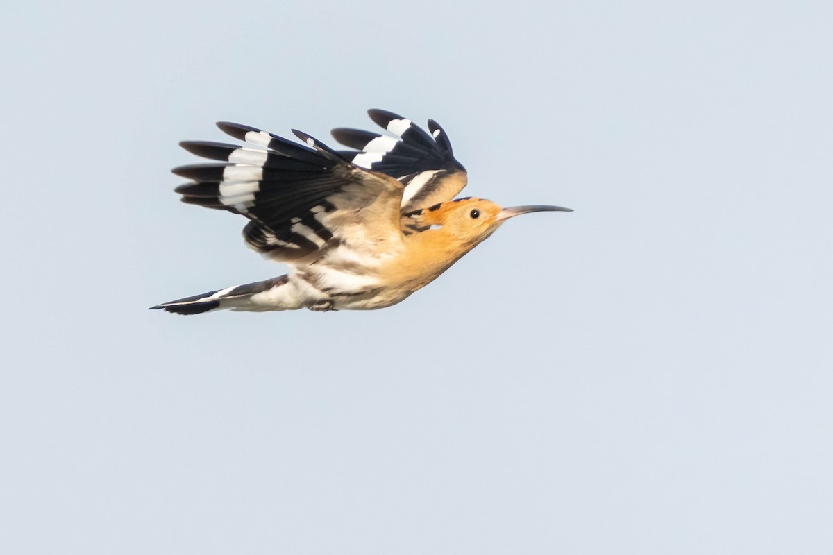 Eurasian Hoopoe - ML641905258