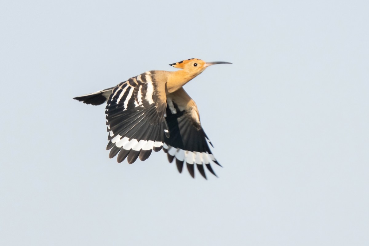 Eurasian Hoopoe - ML641905260