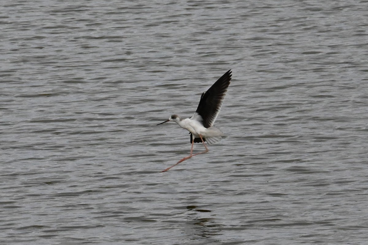 Black-winged Stilt - ML641905261