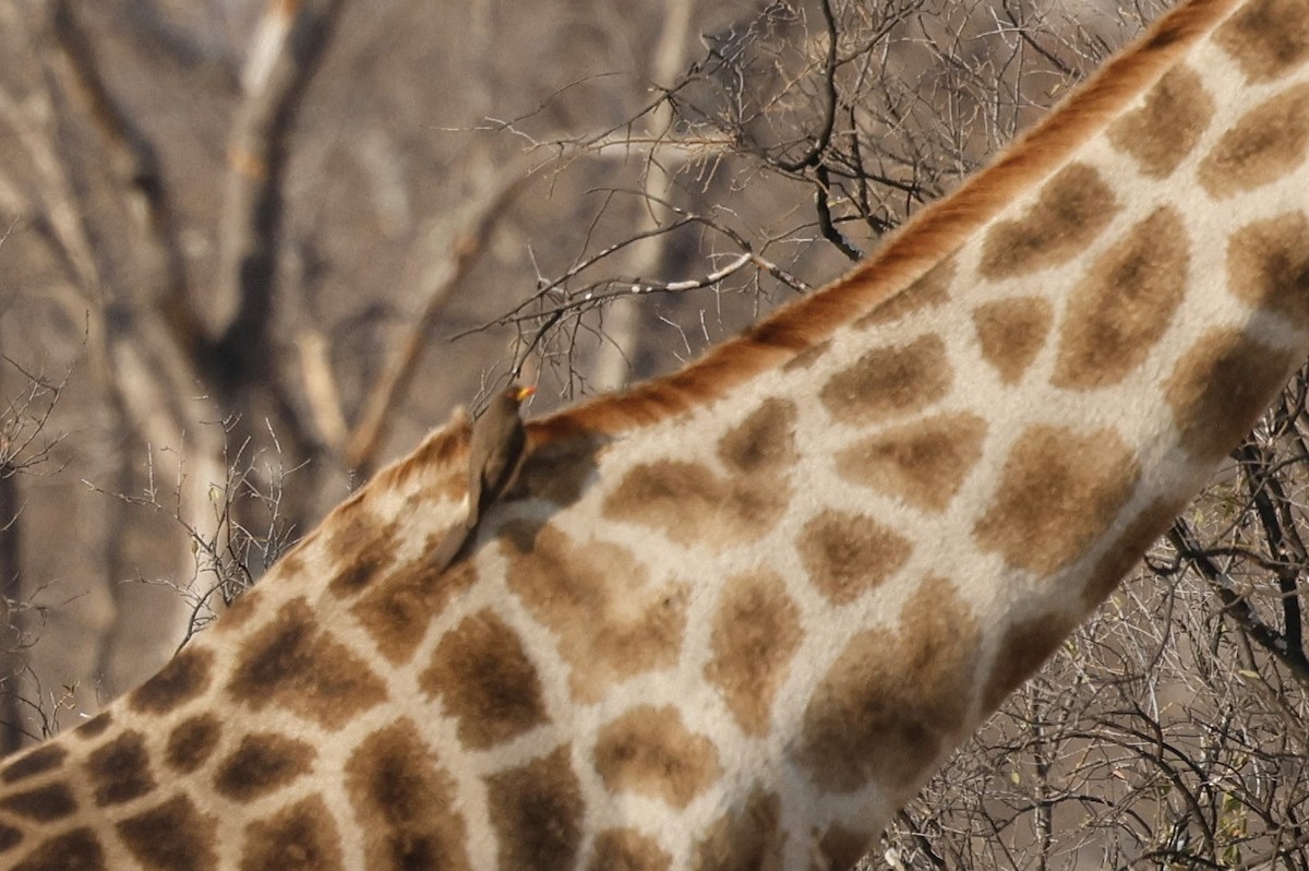 Yellow-billed Oxpecker - ML641905269
