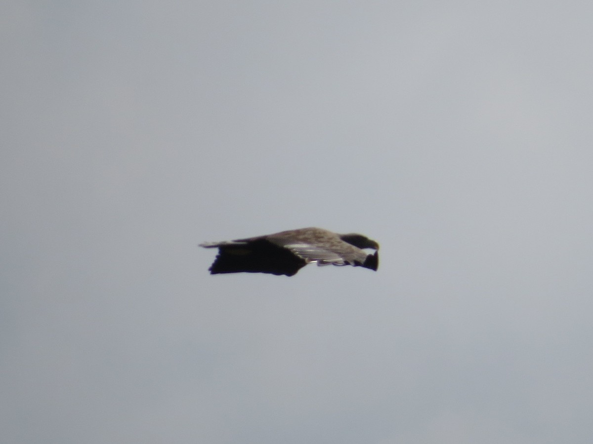 White-tailed Eagle - ML641905272