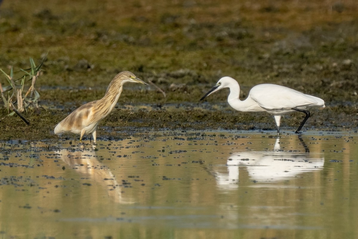 Squacco Heron - ML641905297
