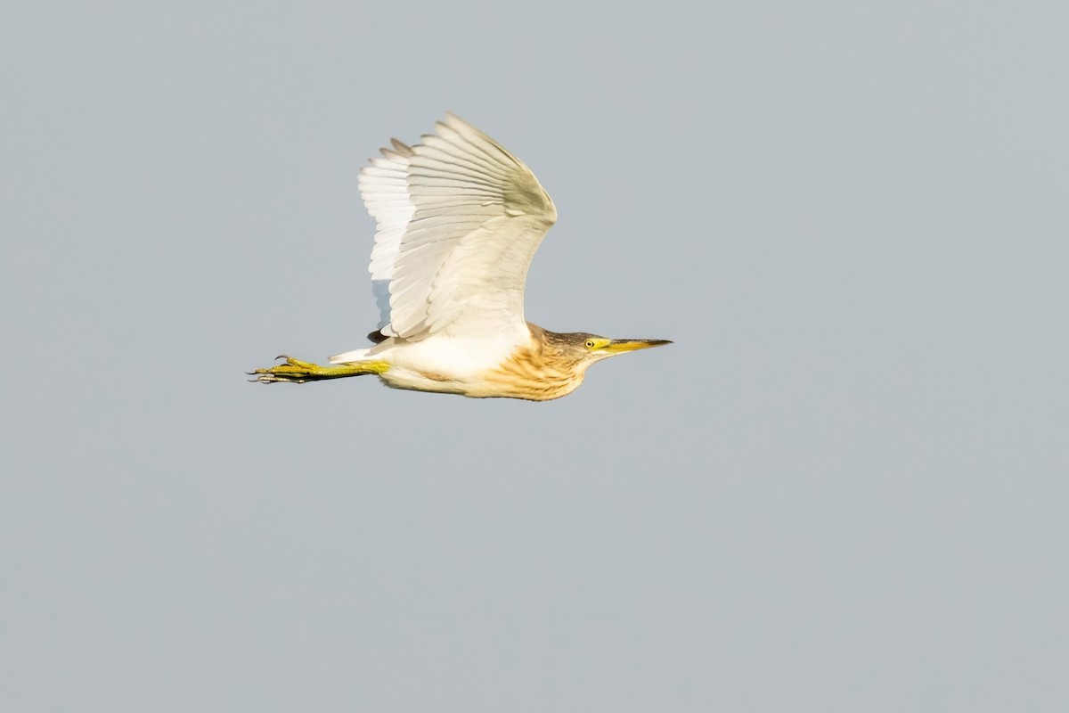 Squacco Heron - ML641905312