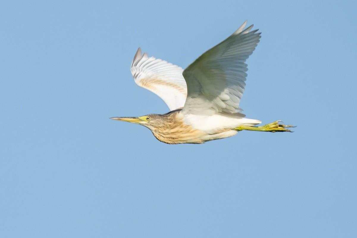 Squacco Heron - ML641905313