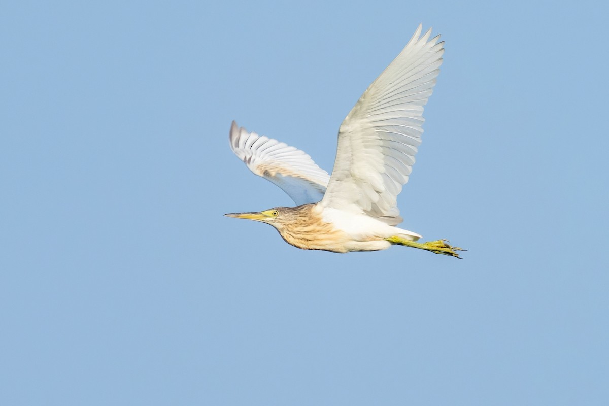 Squacco Heron - ML641905314