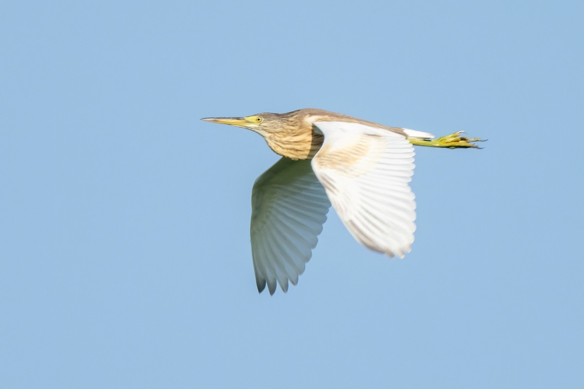 Squacco Heron - ML641905315