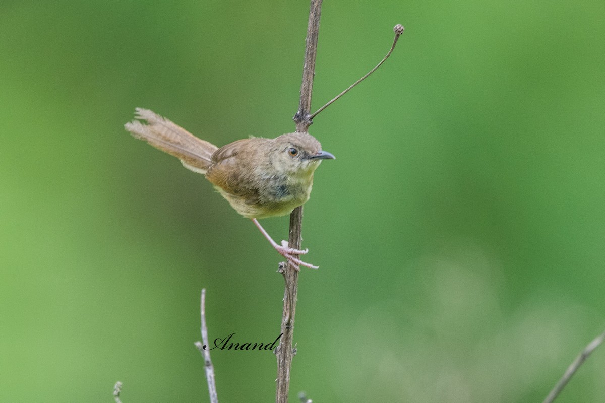 Himalayan Prinia - ML641905360