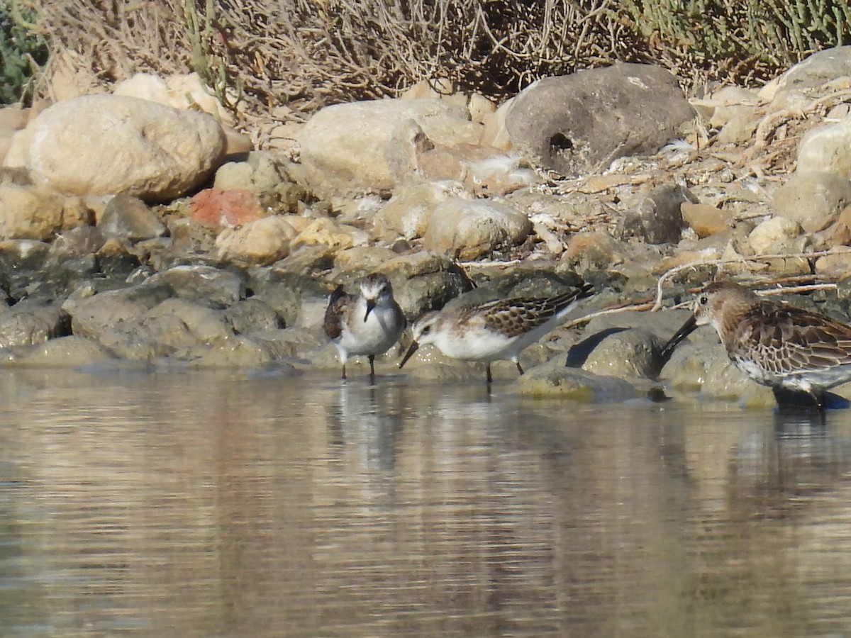 Little Stint - ML641905366