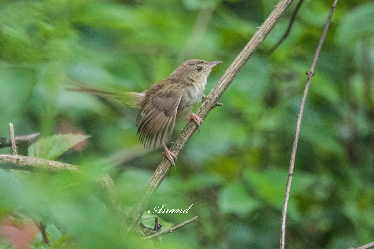 Himalayan Prinia - ML641905367