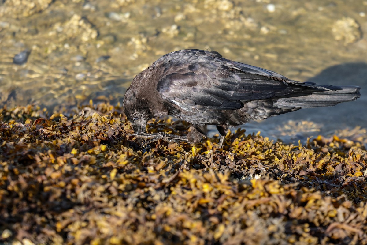 American Crow - ML641905369