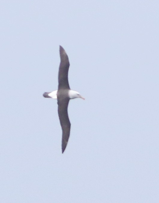 Black-browed Albatross - ML641905376