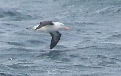 Black-browed Albatross - ML641905377