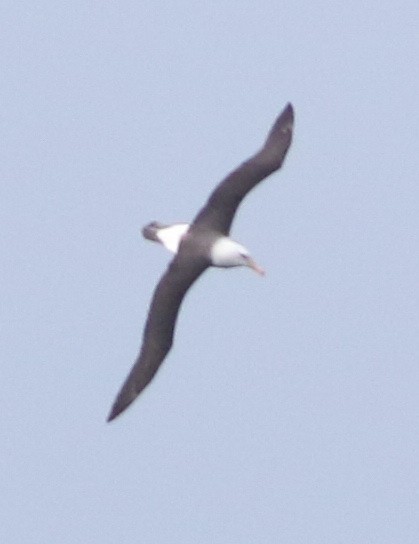 Black-browed Albatross - ML641905378