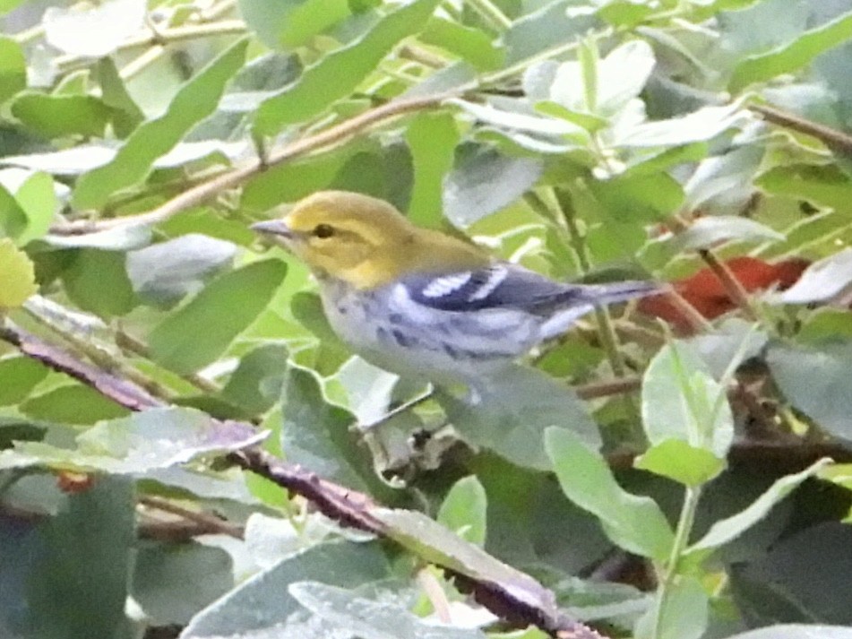 Black-throated Green Warbler - ML641905387