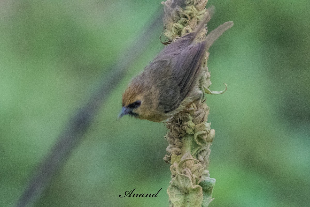 Black-chinned Babbler - ML641905394