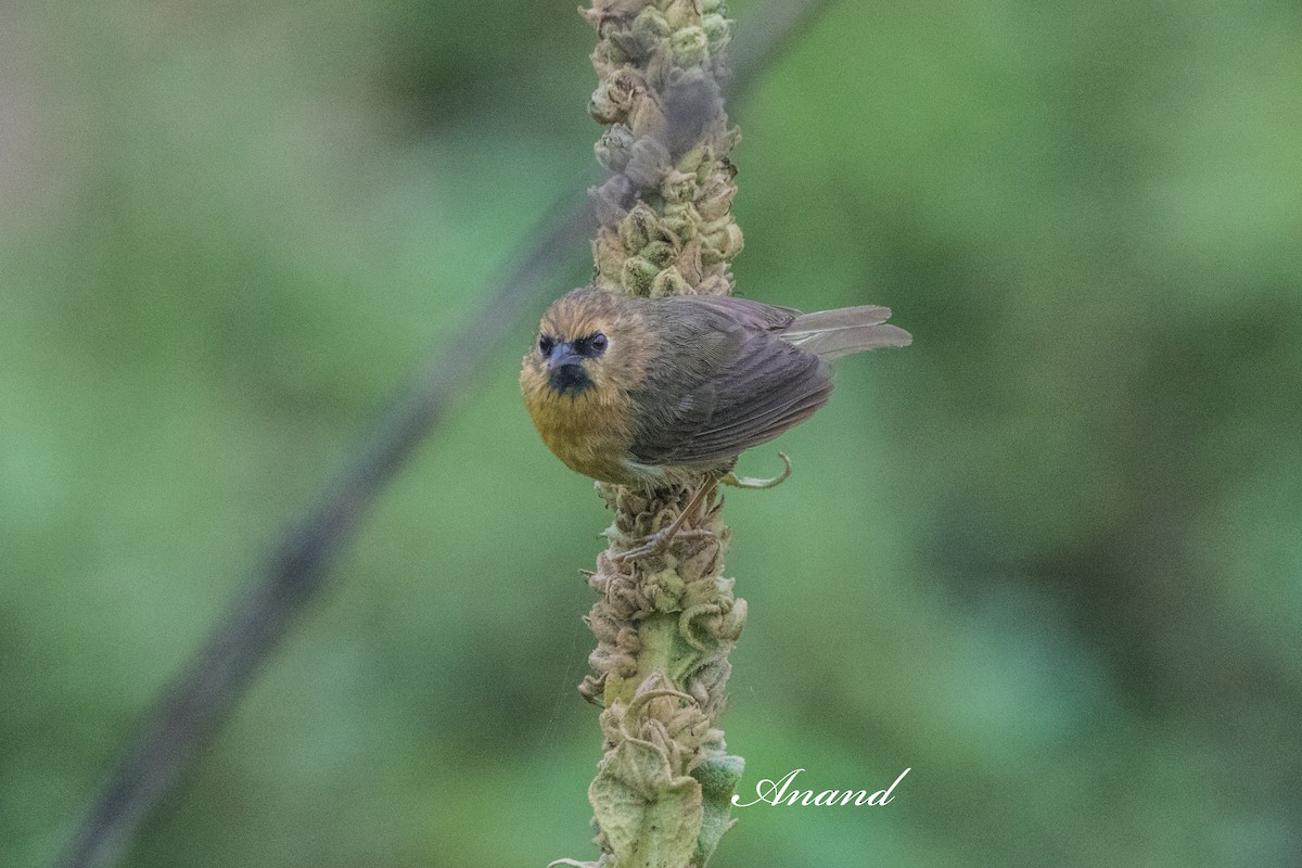 Black-chinned Babbler - ML641905395