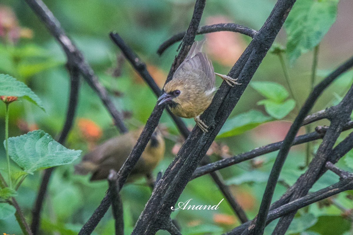 Black-chinned Babbler - ML641905396