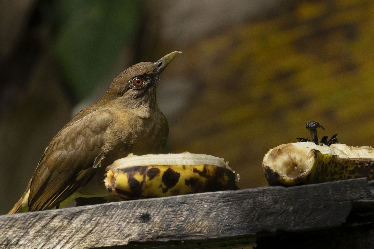 Clay-colored Thrush - ML641905400