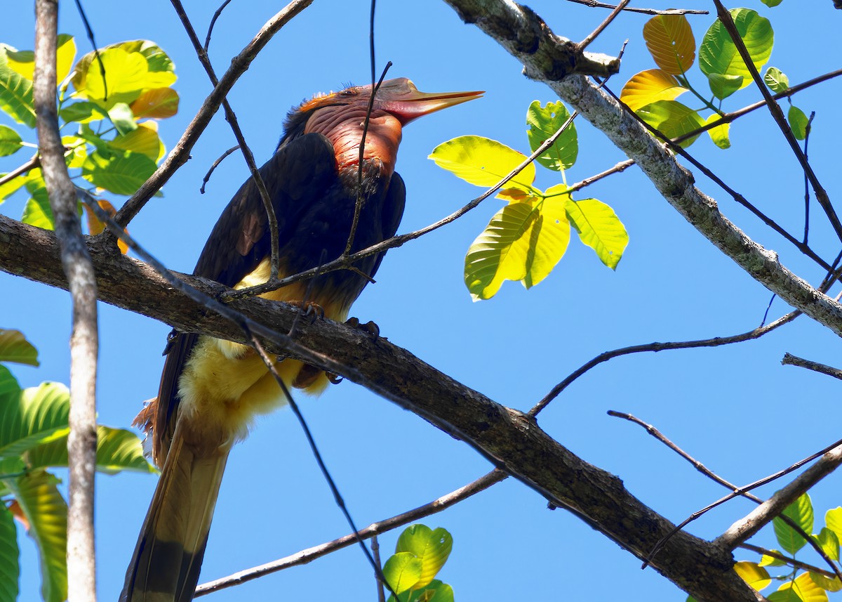 Cálao de Yelmo - ML641905403