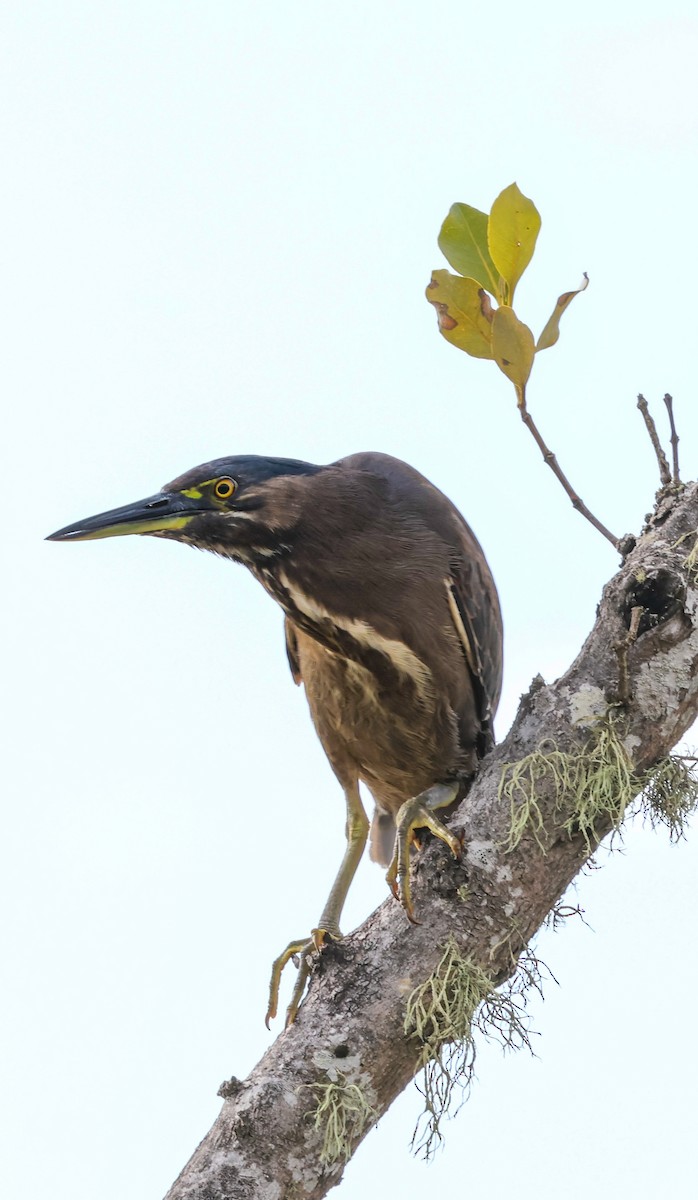 Héron strié - ML641905407