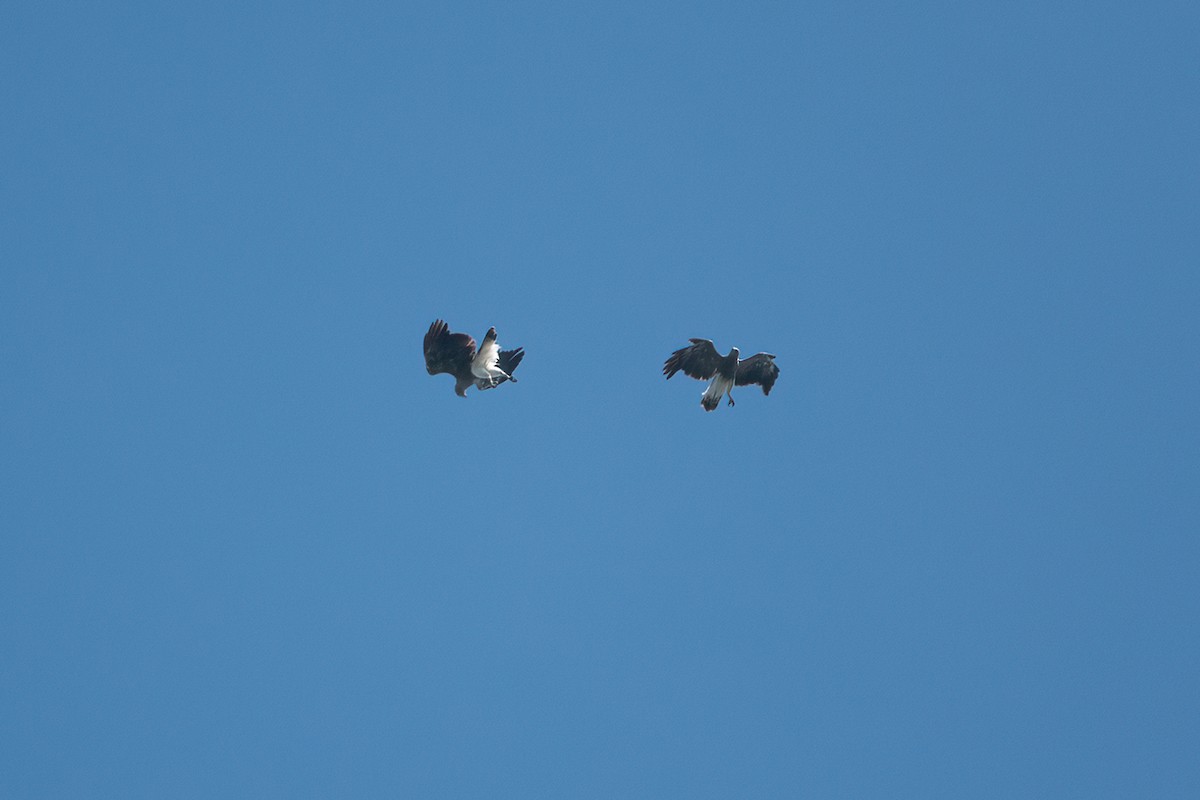 Lesser Fish-Eagle - ML641905411