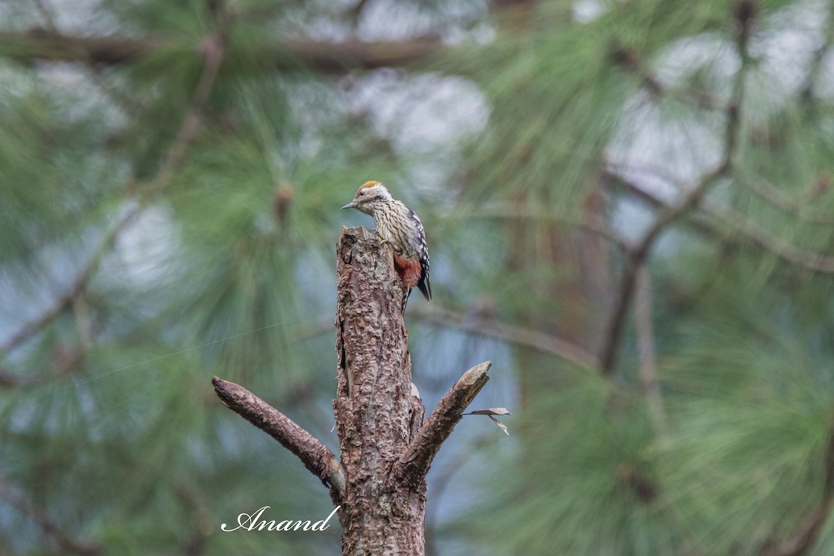 Brown-fronted Woodpecker - ML641905416