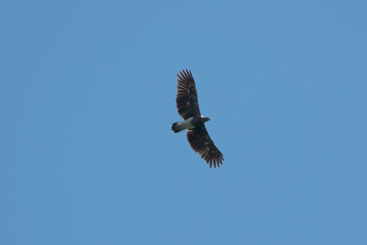 Lesser Fish-Eagle - ML641905418