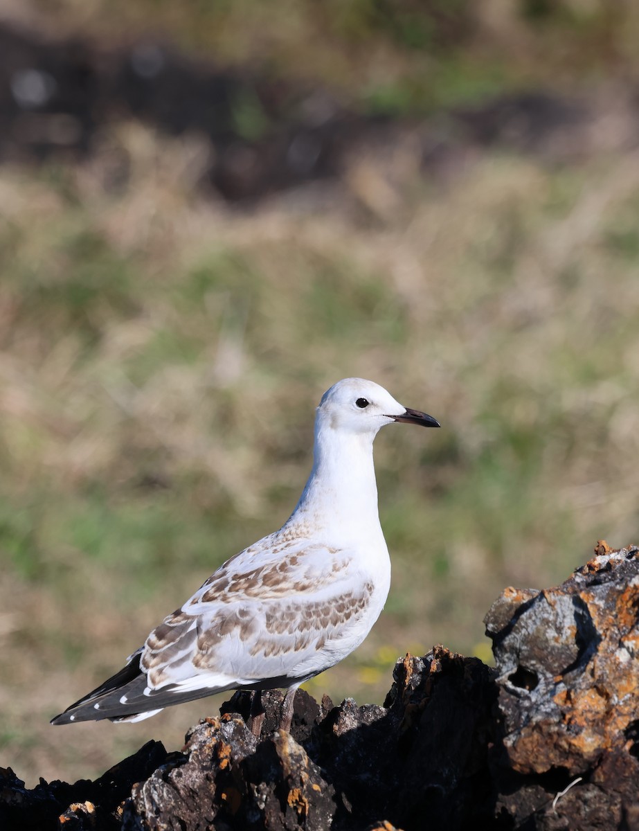 Mouette argentée - ML641905419