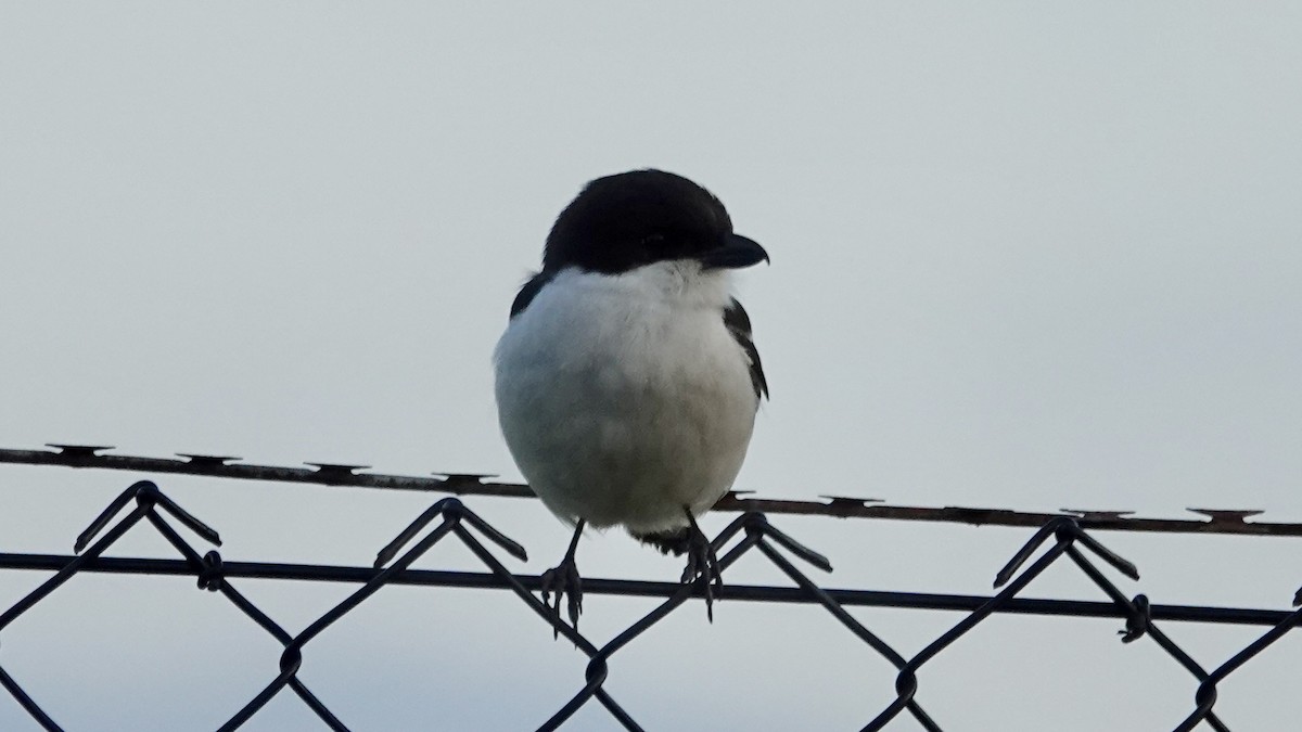 Southern Fiscal - ML641905451