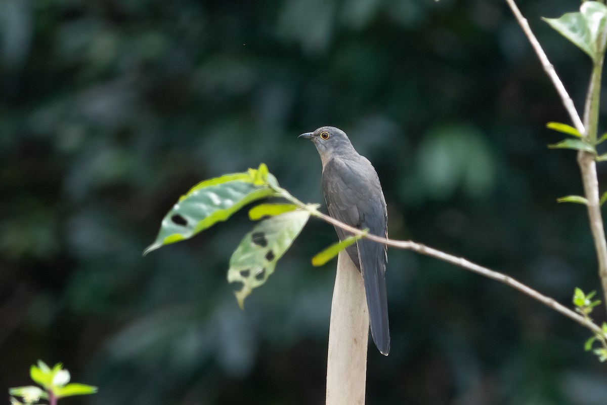 Sulawesi Brush Cuckoo - ML641905467