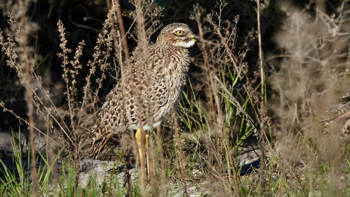 dytík skvrnitý - ML641905483