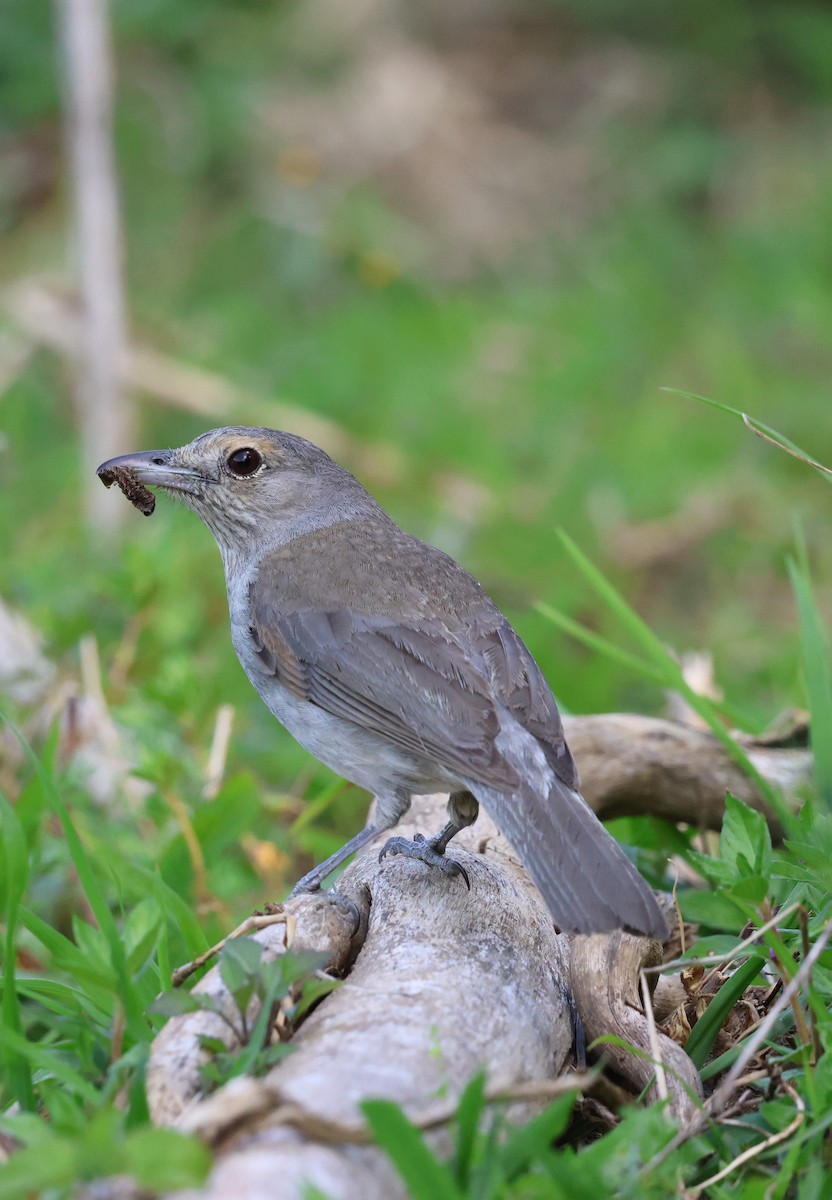 Gray Shrikethrush - ML641905484