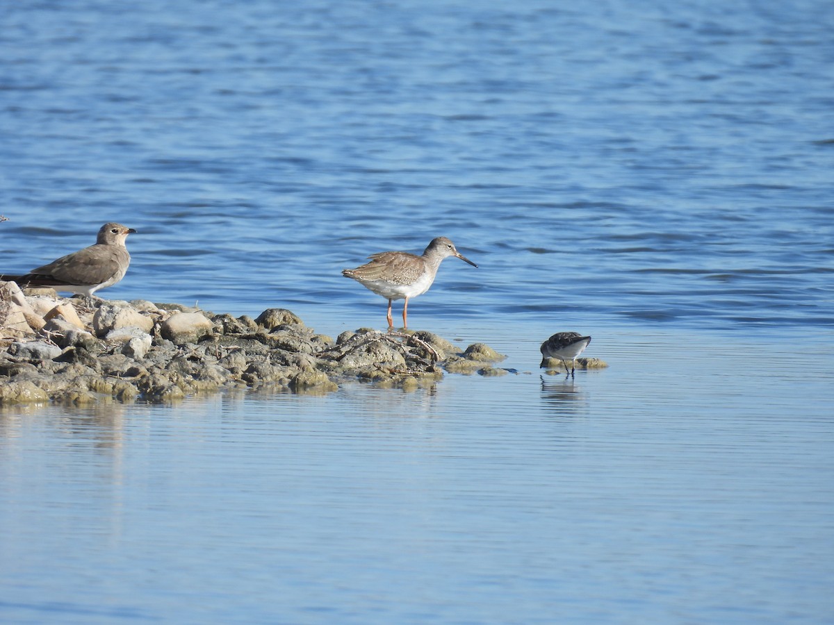 Common Redshank - ML641905485
