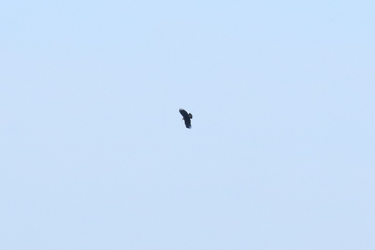 Greater Spotted Eagle - ML641905487
