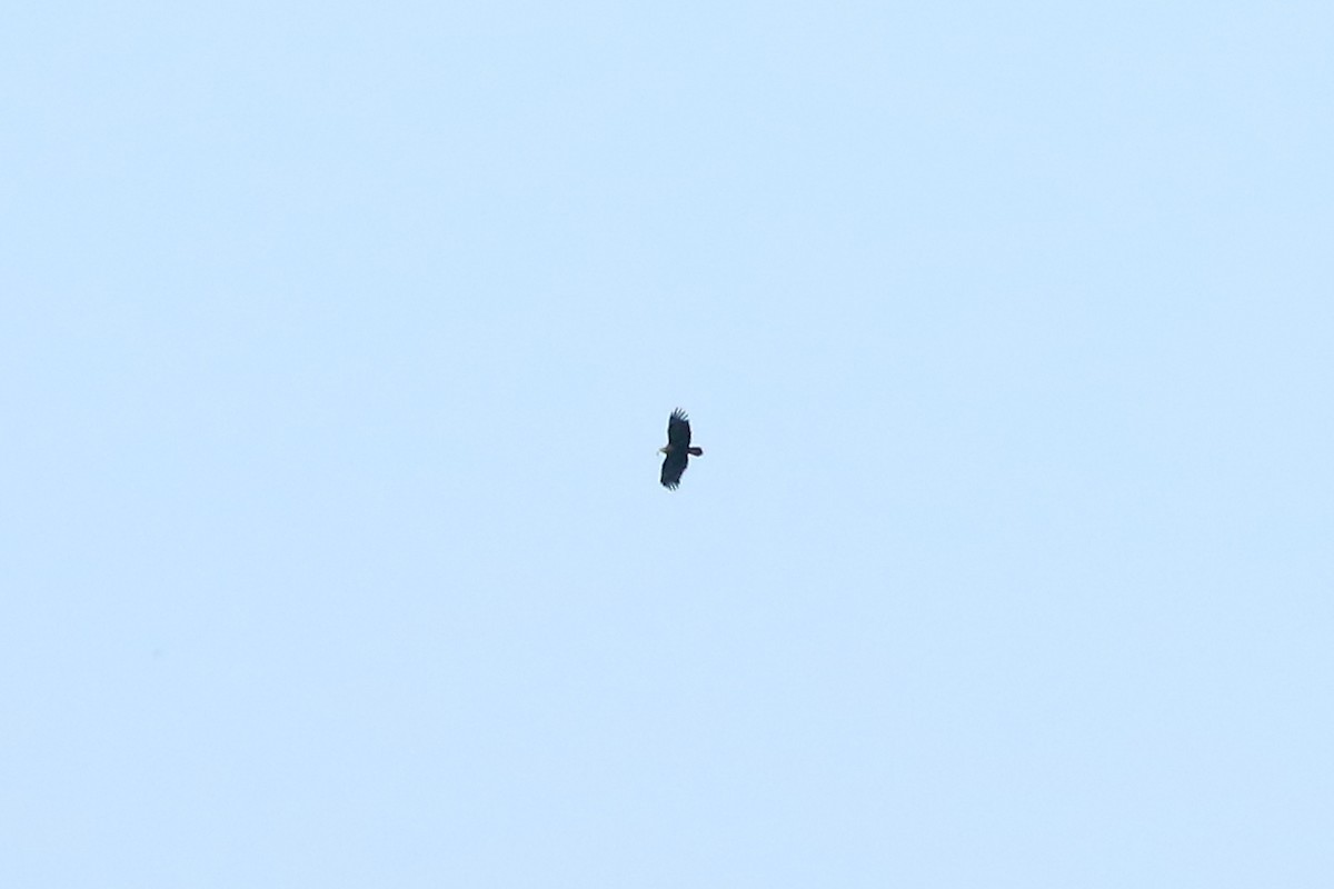 Greater Spotted Eagle - ML641905488