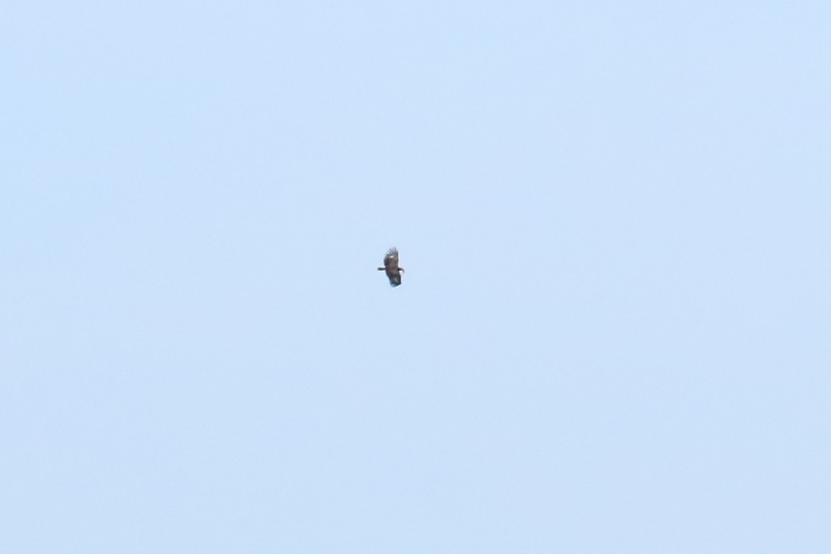 Greater Spotted Eagle - ML641905489