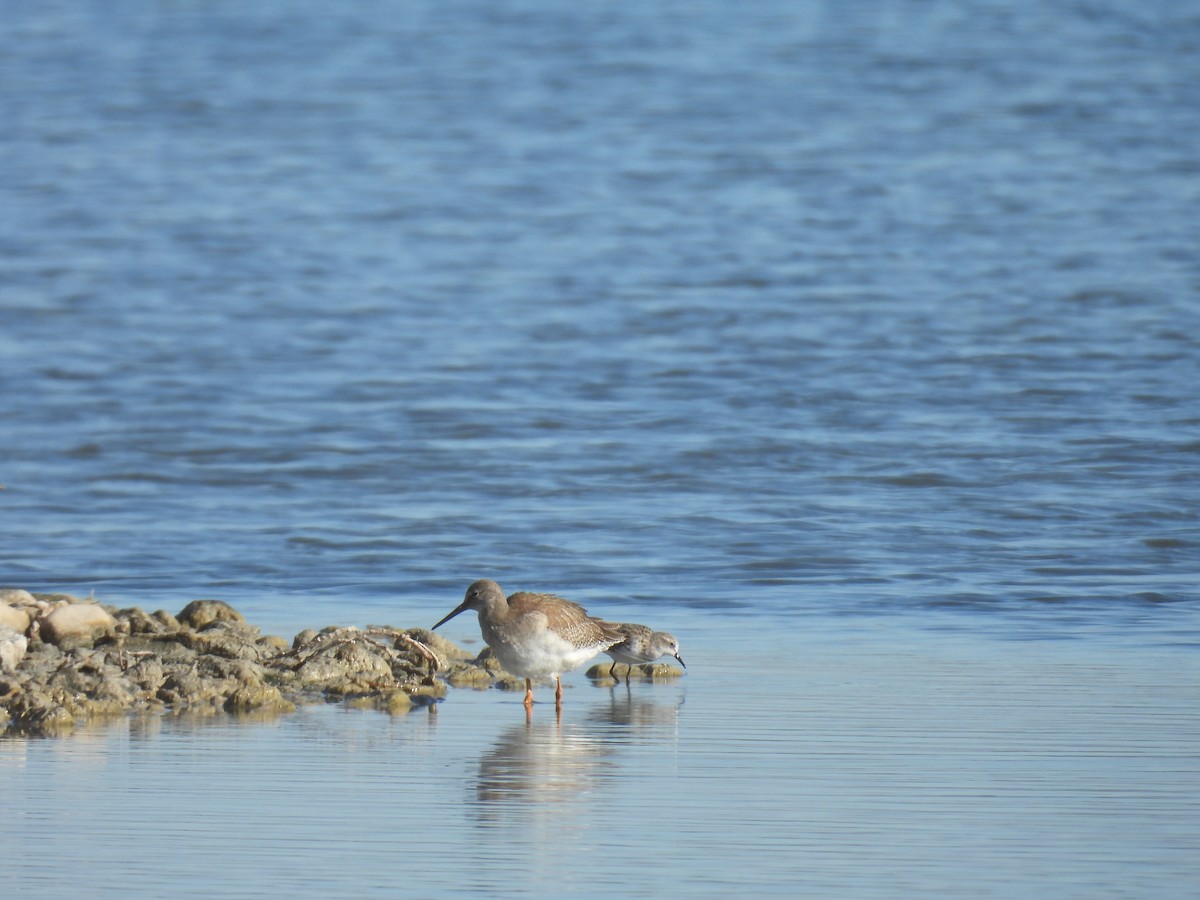 Common Redshank - ML641905490