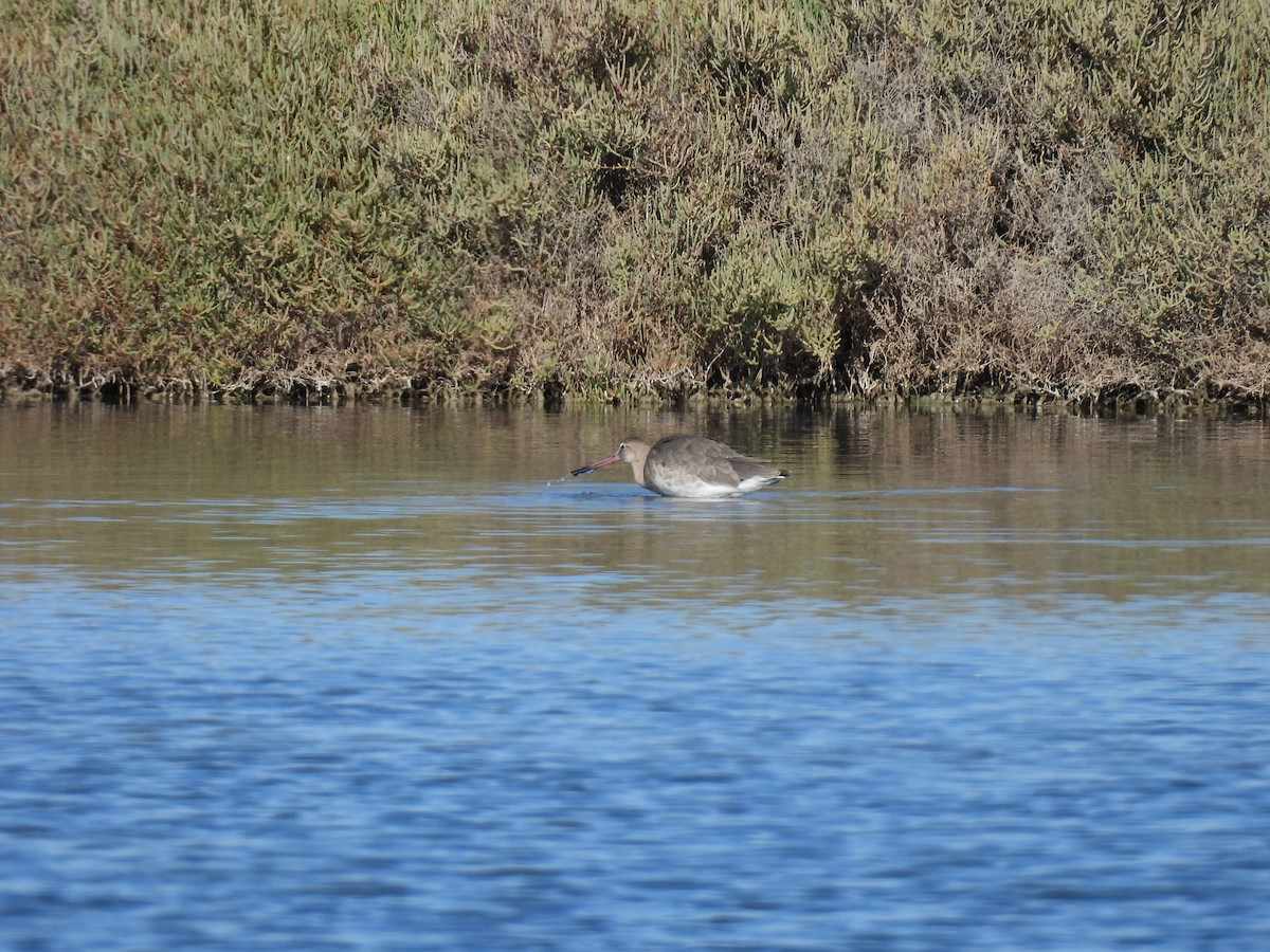 Black-tailed Godwit - ML641905491