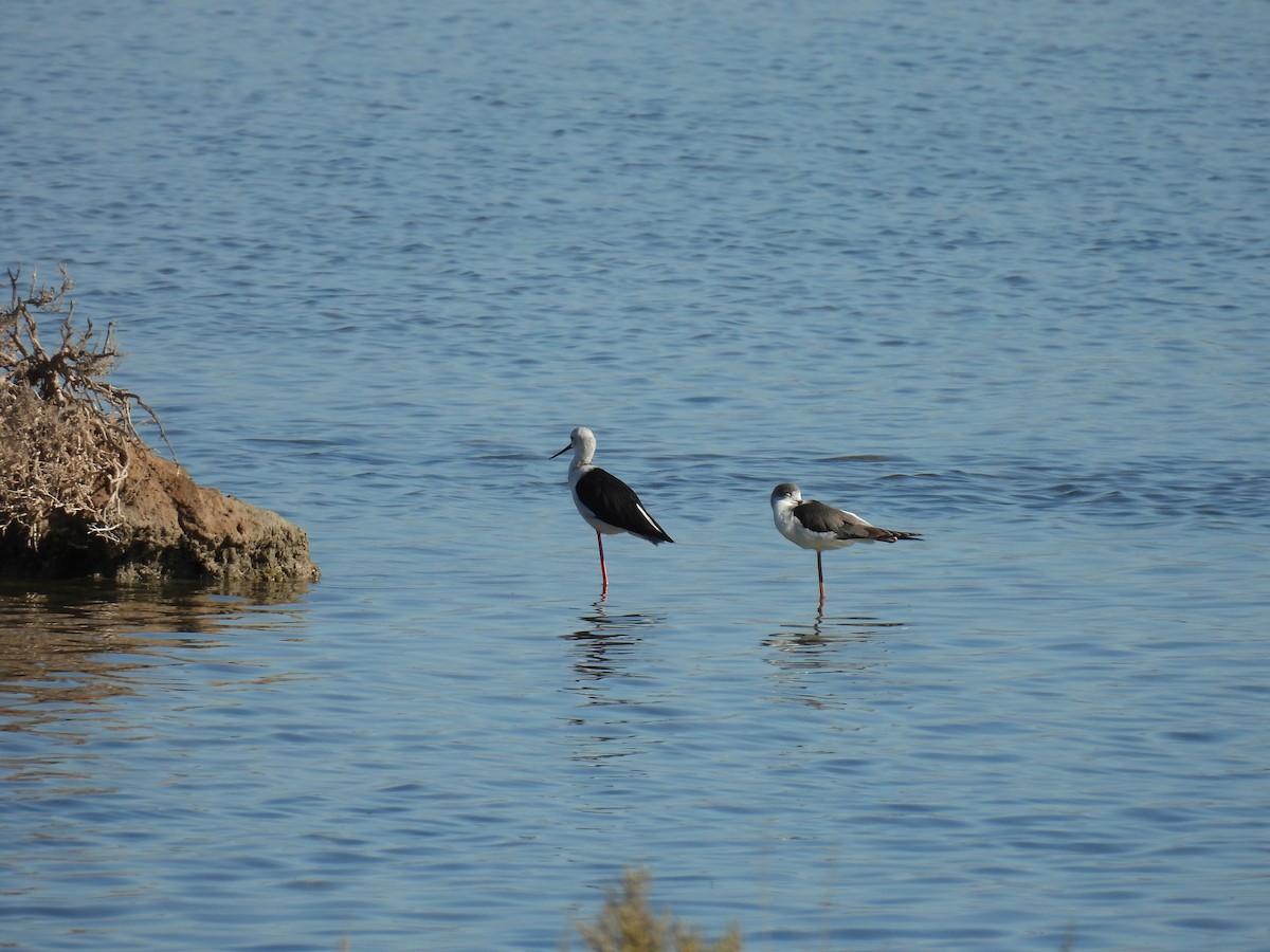 Black-winged Stilt - ML641905492