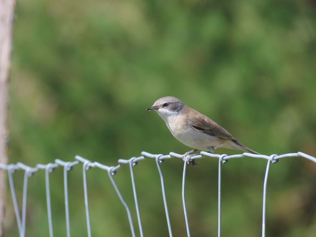 Lesser Whitethroat - ML641905493