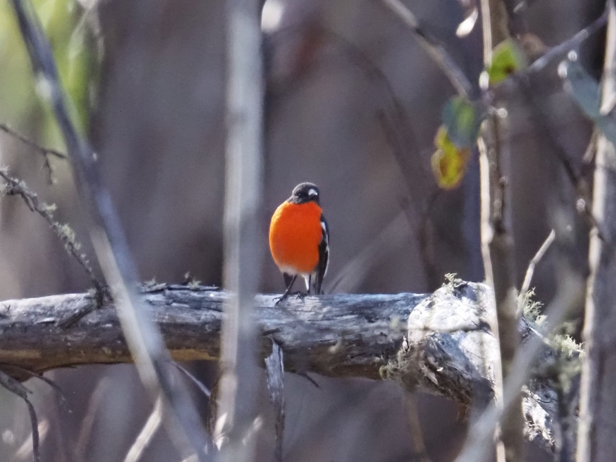 Flame Robin - ML641905494