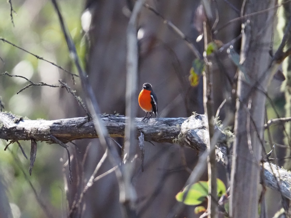 Flame Robin - ML641905495