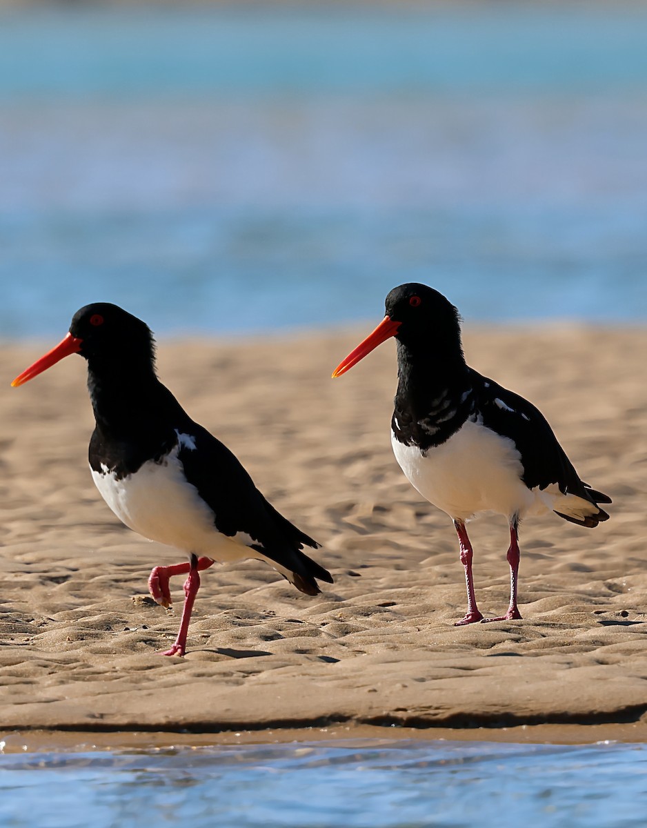 Pied Oystercatcher - ML641905503